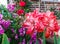 Coral, double petal amaryllis with roses in background and at side. Brick house as background.