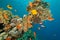 Coral and fish around Sha\'ab Mahmud