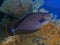 Coral fish Bignose unicornfish