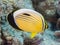 Coral fish Exquisite butterflyfish