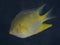 Coral fish Golden damselfish