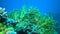 Coral fish hiding among the branches of the Millepora hydroid on a coral reef, Red Sea