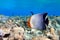 Coral fish - Hooded butterflyfish or Orangeface butterflyfish Chaetodon larvatus in Red Sea