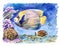 Coral fish: Imperial angel Pomacanthus imperator and chocolate surgeon Acanthurus pyroferus