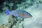 Coral fish - Longnose Parrotfish - Hipposcarus harid in the Red Sea, Egypt