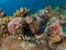 Coral and fish in the Maldives, in turquoise colored waters