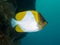 Coral fish Pyramid butterflyfish