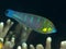 Coral fish Tail-spot wrasse