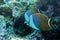 Coral fish - Tropical fish - Whiteface butterflyfish Chaetodon  mesoleucos  in Red sea
