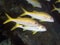 Coral fish Yellowfin goatfish