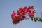 Coral flower bush Bougainvillea