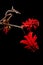 Coral flower (Erythrina)
