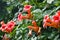 Coral flowers on a green Bush