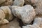 Coral fossils stone on the beach