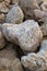 Coral fossils stone on the beach