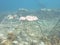 The coral frame with artificial live rock and coral fragment in coral reef