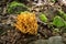 Coral funghi, finger type mushrooms with green moss around at Snake Hill Overlook, West Virginia