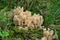 Coral fungi, Ramaria tridentina