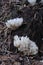 Coral Fungi Ramariopsis kunzei