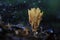 Coral fungus cosmic strange object