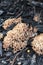 coral fungus growing on wood mulch