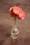 A coral geranium flower stands in a small bottle against a dark wooden background.  Beautiful calm warm colors.  Medicinal flower.