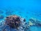 Coral growth in tropical seashore. Undersea landscape photo. Fauna and flora of tropical shore.