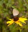 Coral Hairstreak on Black-eyed Susan