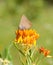 Coral Hairstreak Butterfly