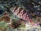 A Coral Hawkfish Cirrhitichthys oxycephalus