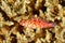 Coral Hawkfish, Cirrhitichthys oxycephalus