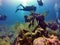 Coral head in the Bay Islands of Belize