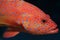 Coral hind grouper (Cephalopholis miniata)