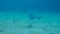 Coral life caribbean sea underwater 1080P video