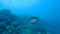 Coral life caribbean sea underwater 1080P video