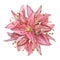 Coral lily flowers in a round floral arrangement isolated