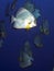 Coral Longfin spadefish