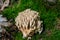 Coral mushrooms in the forest