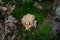 Coral mushrooms in the forest