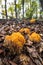 Coral mushrooms in the forest