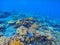Coral panorama in tropical seashore. Undersea landscape photo