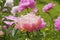 Coral peony on a background of pink peonies.