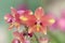Coral pink color Spathoglottis or Ground orchid flower, soft focus sweet floral image