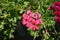 Coral pink flowers of ivy-leaved geranium