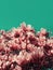 Coral pink odd magnolia tree flowers. Trendy floral pattern over bizarre colored sky, strange contemporary art poster, zine