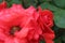 Coral pink rose with drops of rain dew close-up on a eleous background. There are a penny of the copyspace