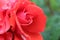 Coral pink rose with drops of rain dew close-up on a eleous background. There are a penny of the copyspace