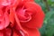 Coral pink rose with drops of rain dew close-up on a eleous background. There are a penny of the copyspace