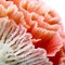 coral red color high detailed macro image of sea corals, textured wallpaper background of sea life corals reef