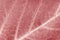 Coral red pink leaf veins texture background